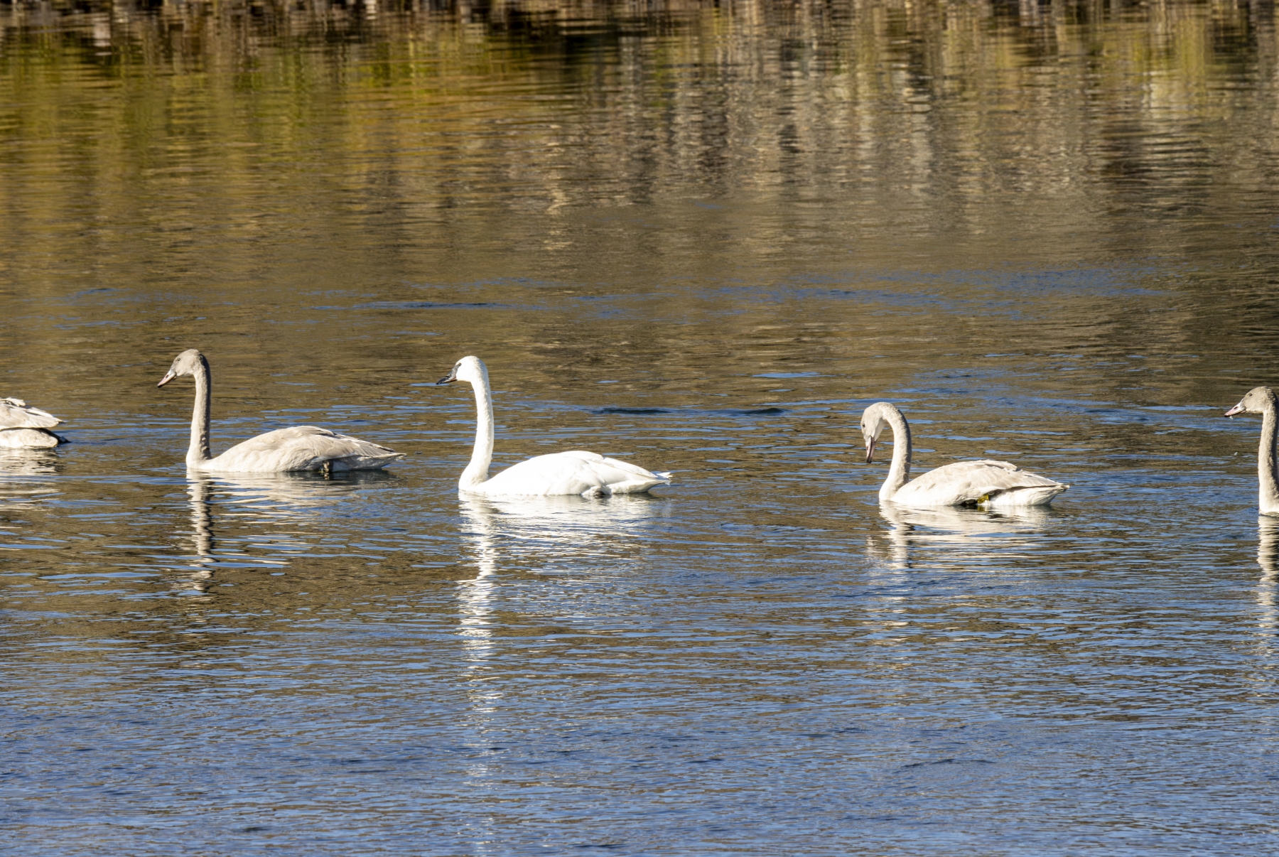 Trumpeter Swans, Yellowstone National Park